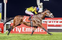 Vercingetorix – Dubai Duty Free Group 1