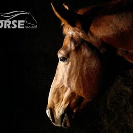 Amahashe featured in the International Racehorse Magazine